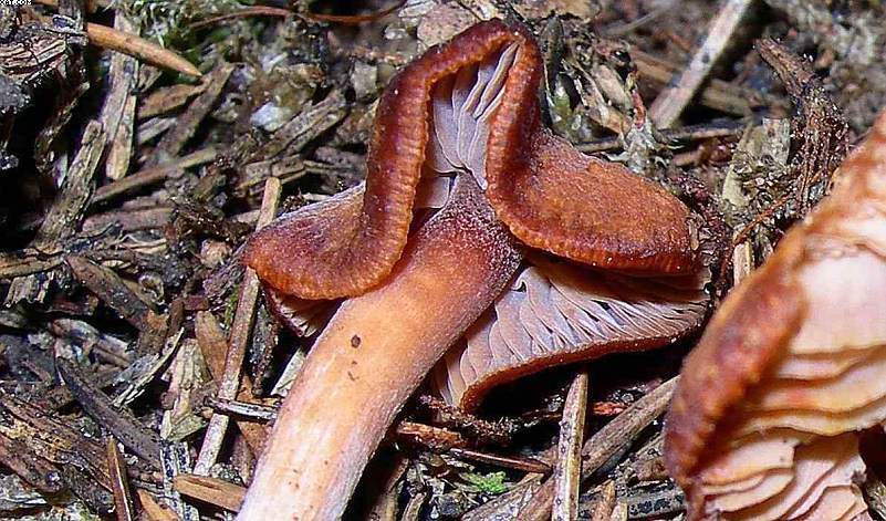 La foresta subalpina di Les breuleux  (CH)